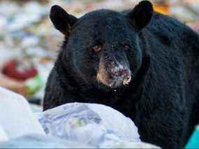 Un ours noir fouillant dans les ordures est représenté sur cette photo d'archive.