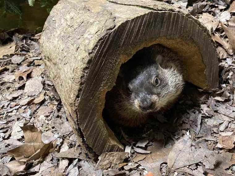 JOUR DE LA MARMOTTE: Wiarton Willie fait cavalier seul en prédisant le début du printemps