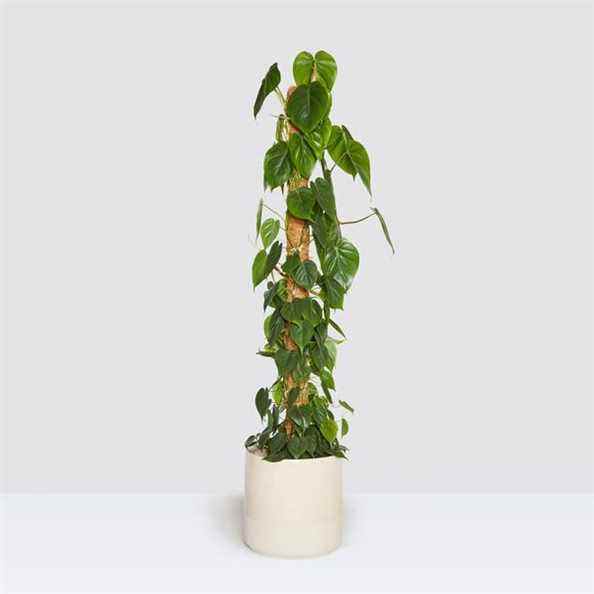 Philodendron Scandens