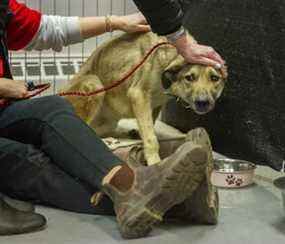 Des animaux réfugiés, dont ce chien nommé Oliver Twist, arrivent d'Afghanistan à YVR à Richmond, en Colombie-Britannique.  1er février 2022.