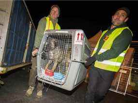 Des animaux réfugiés arrivent d'Afghanistan à YVR à Richmond, le 1er février 2022.