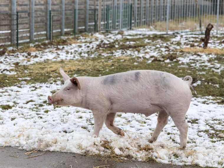 Des chercheurs allemands élèveront des porcs pour des greffes de cœur humain cette année