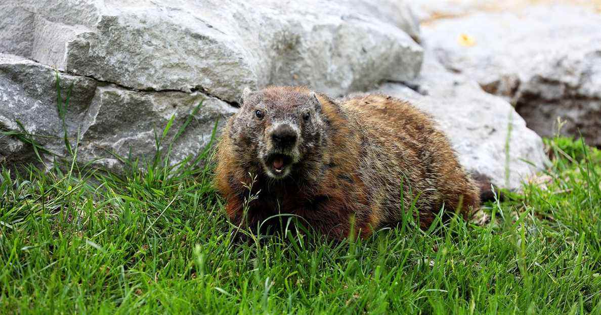 La célèbre marmotte a vu l'ombre de la mort planer sur lui
