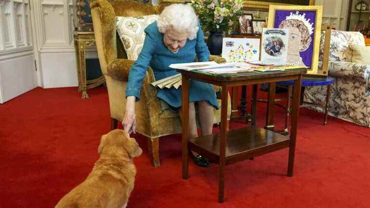 « Je sais ce que tu veux », dit la reine après que l’animal se soit promené dans la visualisation de souvenirs