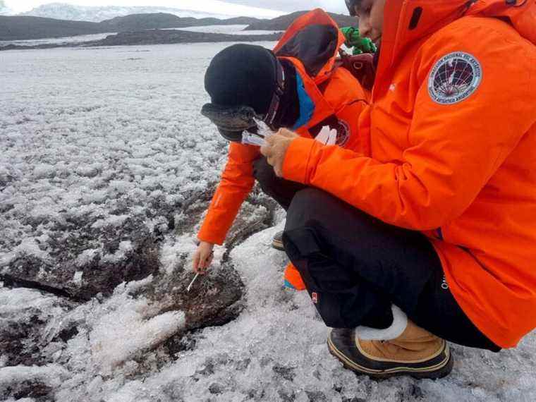 Les microbes mangeurs de carburant de l’Antarctique peuvent aider au nettoyage du plastique