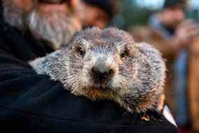 Les prévisions du jour de la marmotte sont les suivantes.  Shubenacadie Sam : Plus d'hiver.  Punxsutawney Phil : Plus d'hiver.  Wiarton Willie : Au début du printemps.  Fred la marmotte : Plus d'hiver.