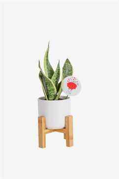 Costa Farms Snake Plant avec support de jardinière moderne du milieu du siècle