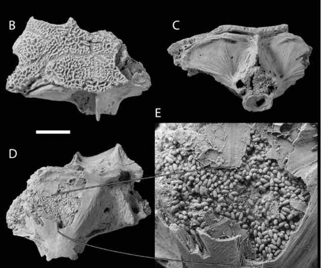 Images SEM du neurocrâne d'une espèce éteinte de poisson stargazer, bourré de boulettes fécales (coprolites).