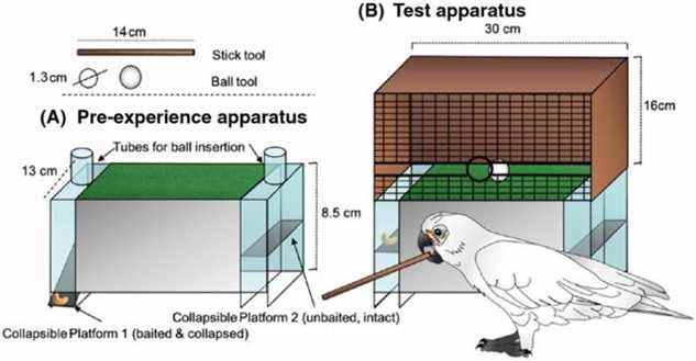 Appareils de base utilisés dans la nouvelle étude : (A) Appareil de pré-expérience avec deux tubes d'insertion ;  (B) Appareil de test avec grille frontale, fentes latérales et trou d'insertion central.