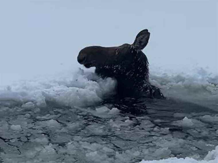 Des bûcherons sauvent une maman orignal qui est tombée à travers la glace dans le nord de l’Ontario