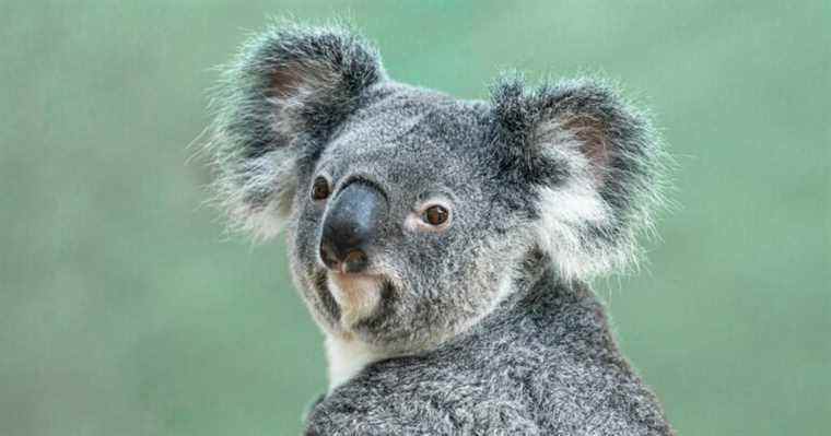 L'Australie a déclaré les koalas comme une espèce en voie de disparition
