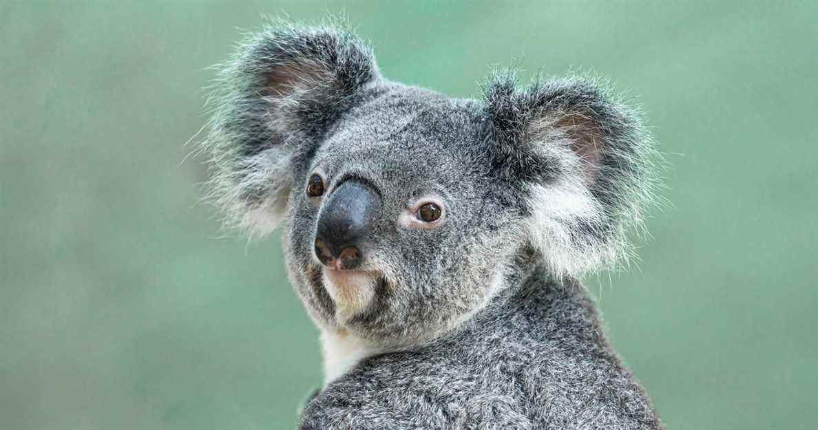 L'Australie a déclaré les koalas comme une espèce en voie de disparition
