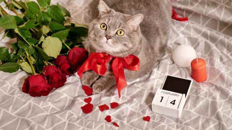 N’achetez pas ces fleurs pour la Saint-Valentin si votre partenaire a un chat ou un chien