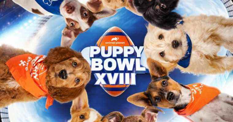 Comment regarder le Puppy Bowl 2022