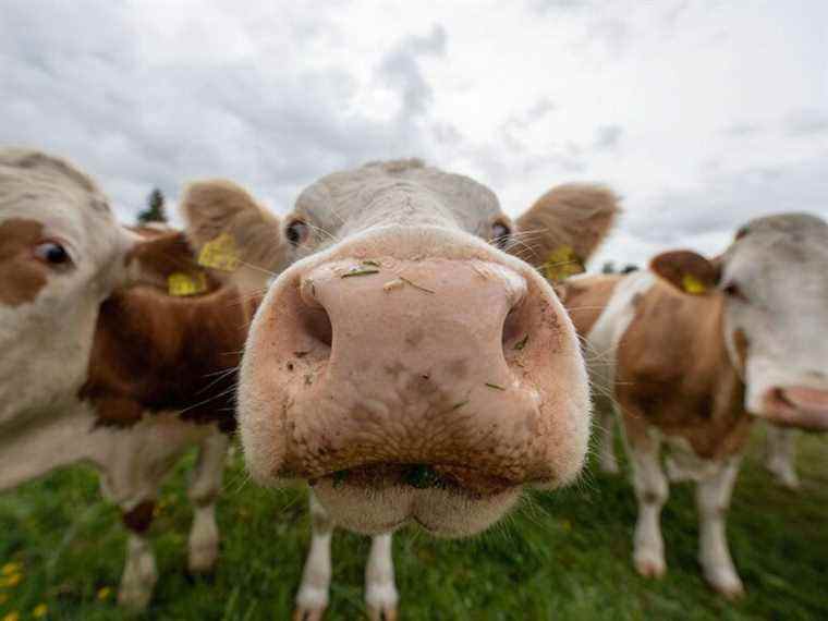 Le « paradoxe de la viande » : pourquoi les gens peuvent aimer les animaux – et les manger