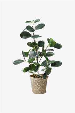 Ficus artificiel