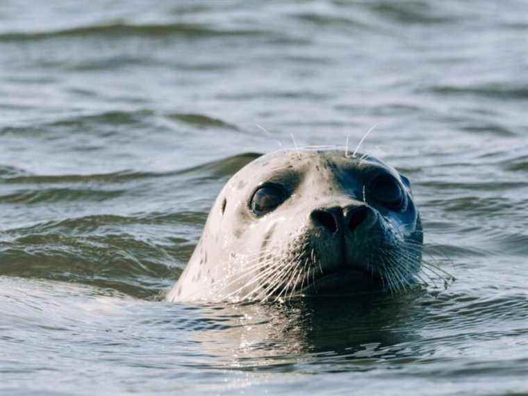 BÊTE FANTASTIQUE : Seal sauve un plaisancier californien tombé par-dessus bord