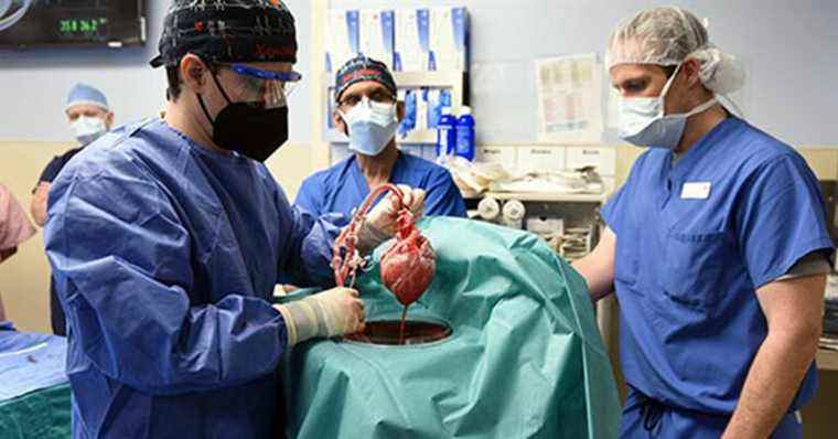 Des médecins transplantent un cœur de porc génétiquement modifié chez l’homme dans une première médecine