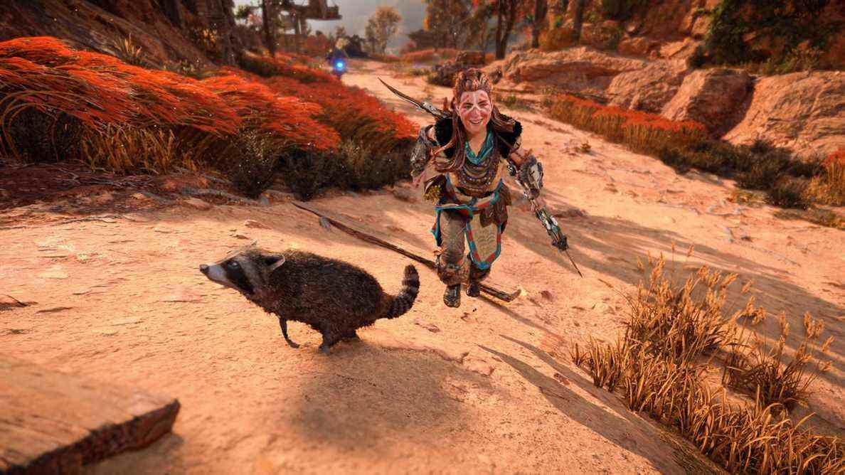 Aloy poursuit un raton laveur dans Horizon Forbidden West (capture d'écran capturée en mode Favor Performance)