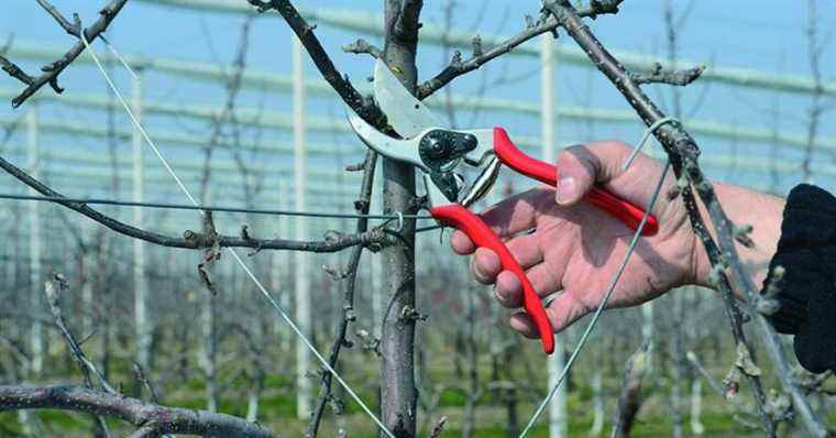 Les 7 meilleures cisailles de jardin
