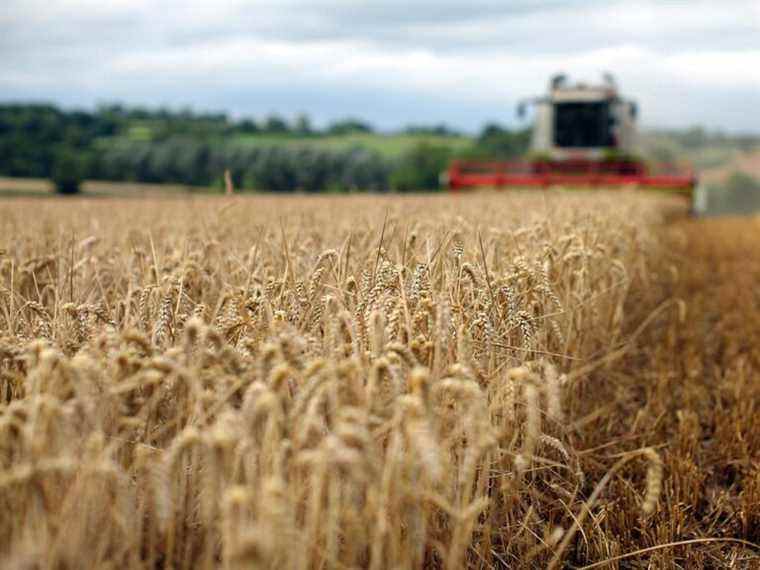 Les agriculteurs canadiens font face à la volatilité alors que la guerre en Ukraine crée des fluctuations sur le marché mondial des céréales et des oléagineux