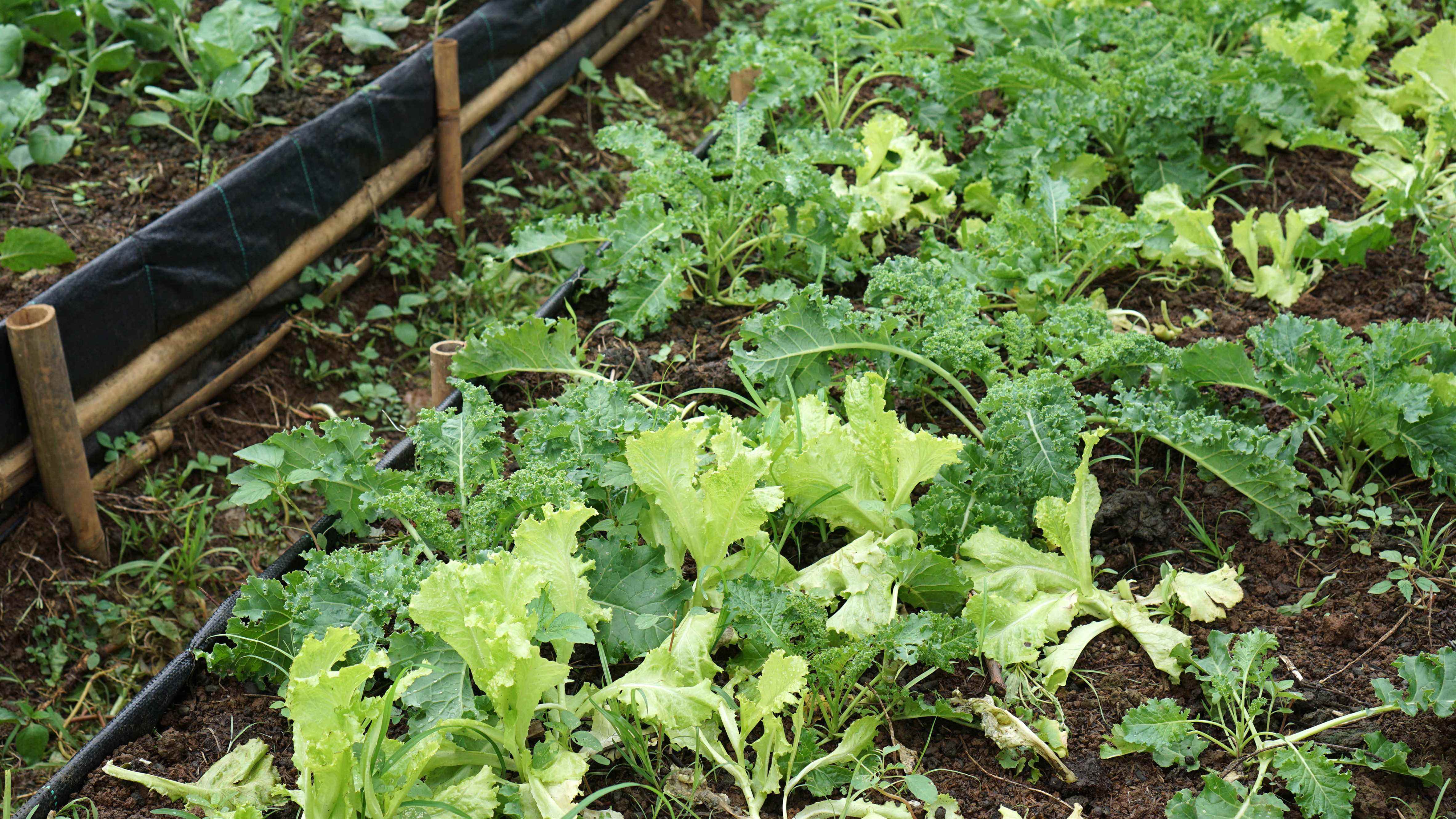 Kale dans le jardin