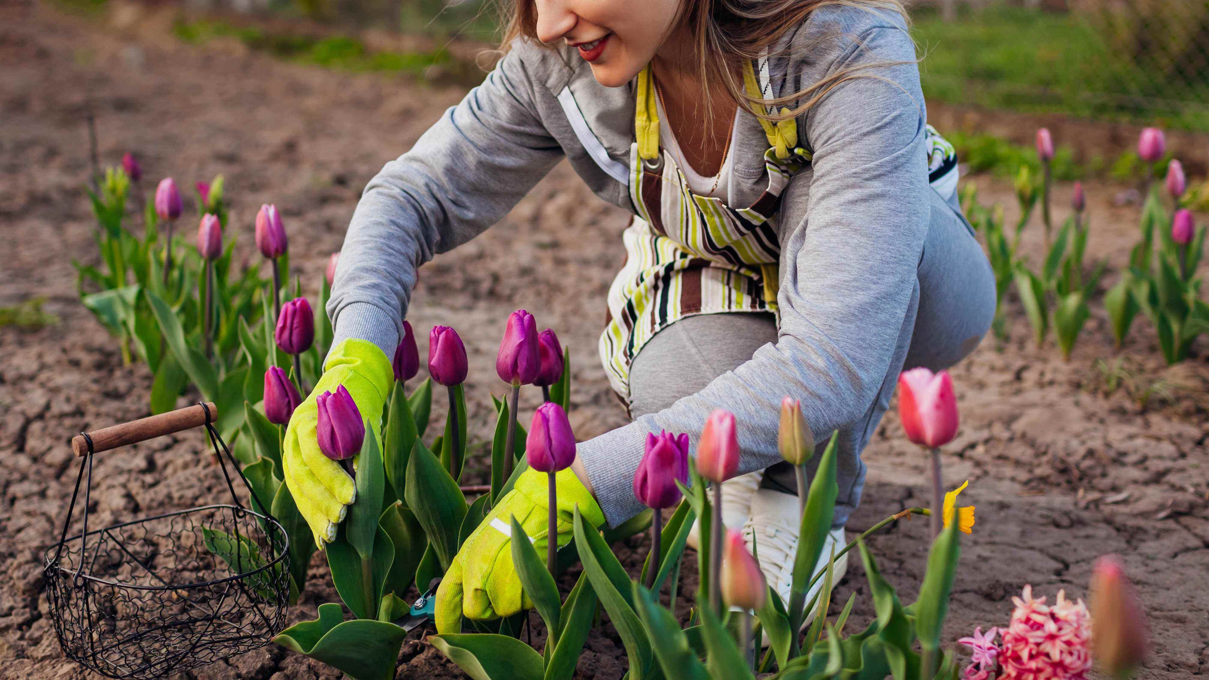 Tulipes dans le sol