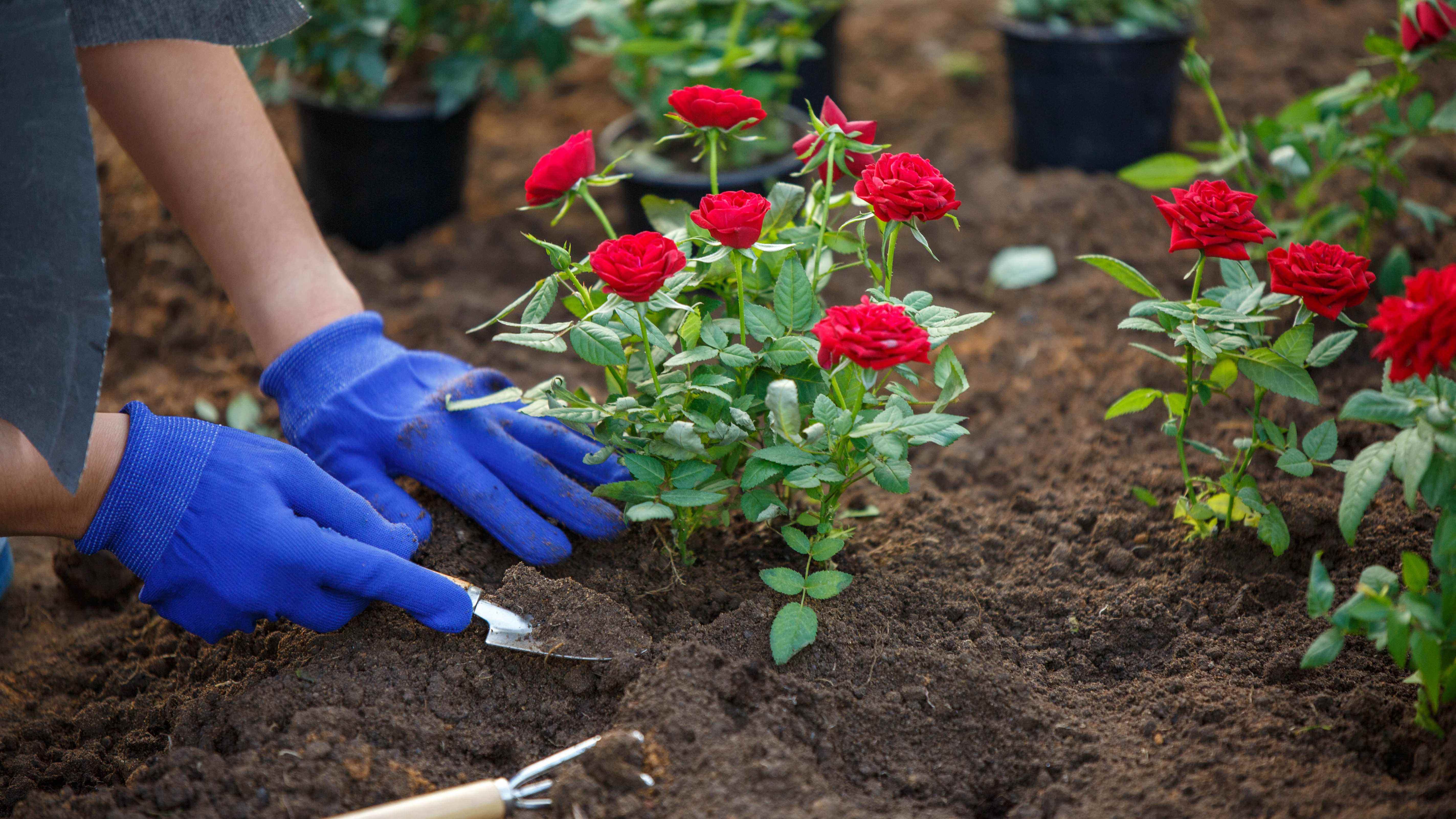 Planter des roses dans le sol