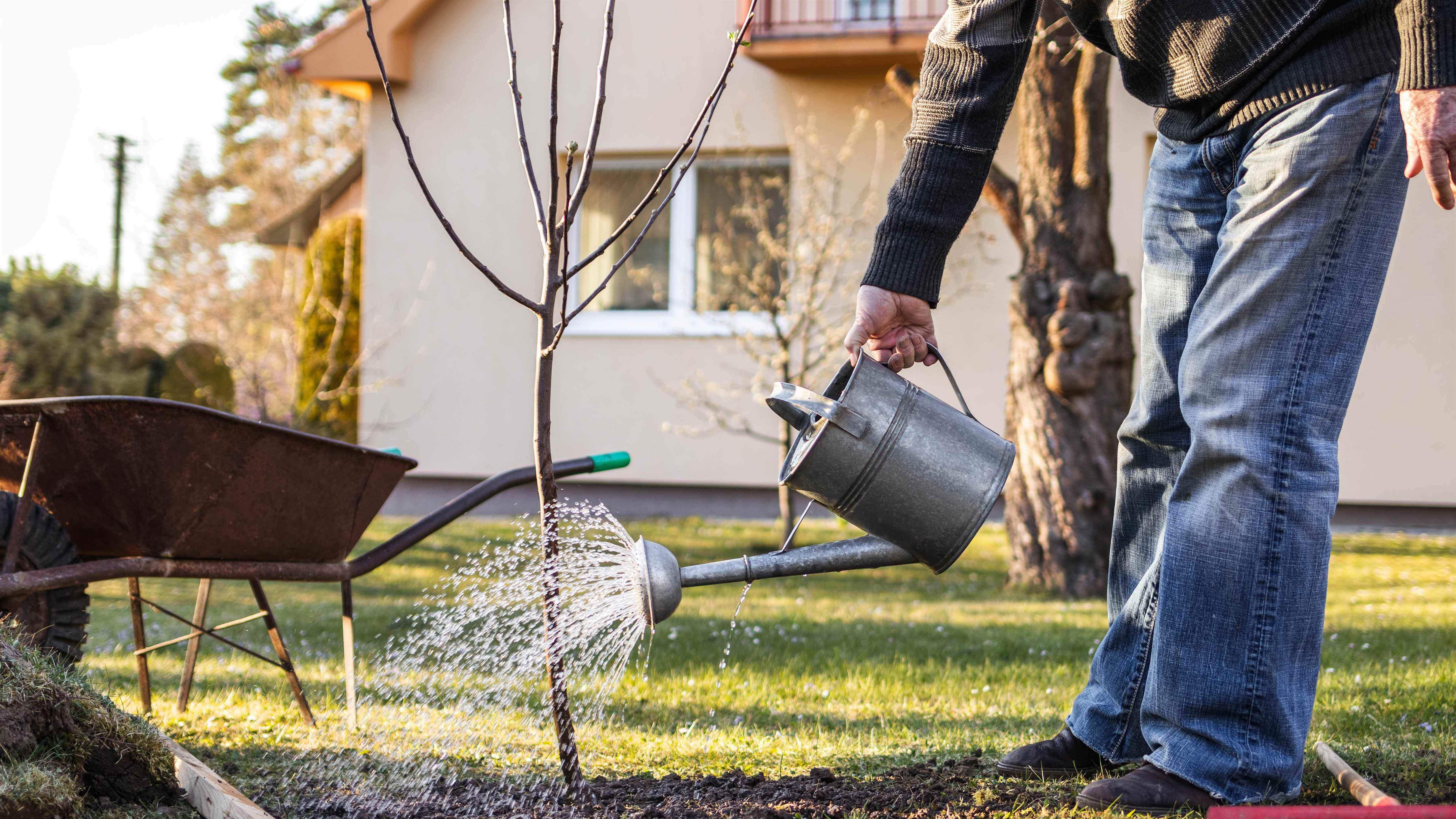 Homme arrosant un arbre fruitier nouvellement planté