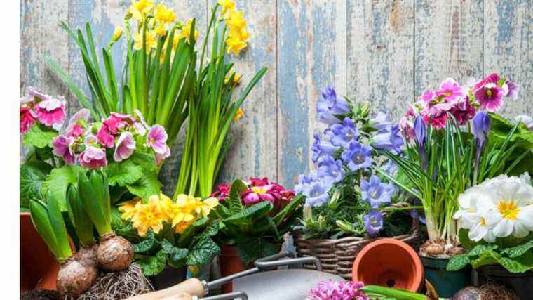 Quoi planter en mars à l’arrivée du printemps