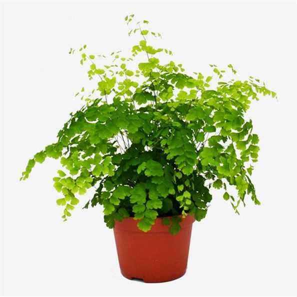 Fougère Maidenhair