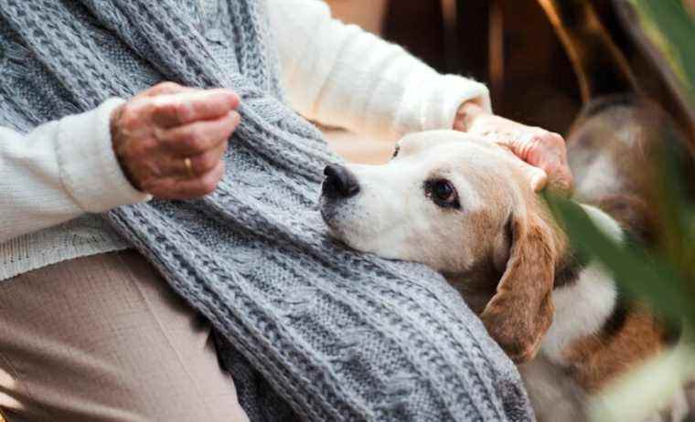 Avoir un animal de compagnie vous permet de rester plus intelligent plus longtemps dans la vieillesse, selon une étude