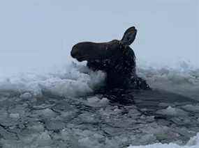 Un orignal femelle se débat en eau profonde après avoir percé la glace sur un lac à l'ouest de Thunder Bay.