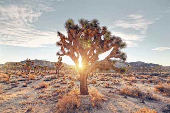 Faut-il planter des arbres dans le désert pour lutter contre le changement climatique ?