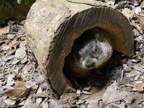 Shubenacadie Sam dans une image publiée sur Twitter le 2 février 2021.