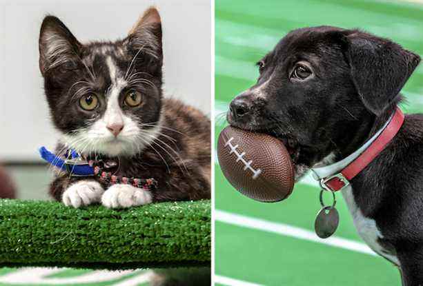 Kitten Bowl de retour au Super Bowl 2023… mais inclura-t-il désormais des chiots?