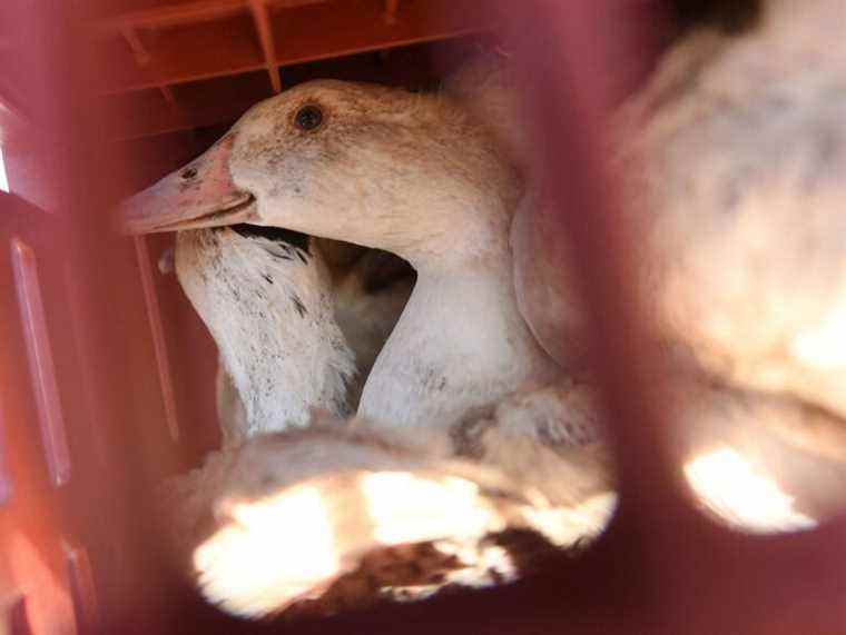 Le Canada fait face à certaines restrictions commerciales sur la volaille en raison de la grippe aviaire découverte en Nouvelle-Écosse