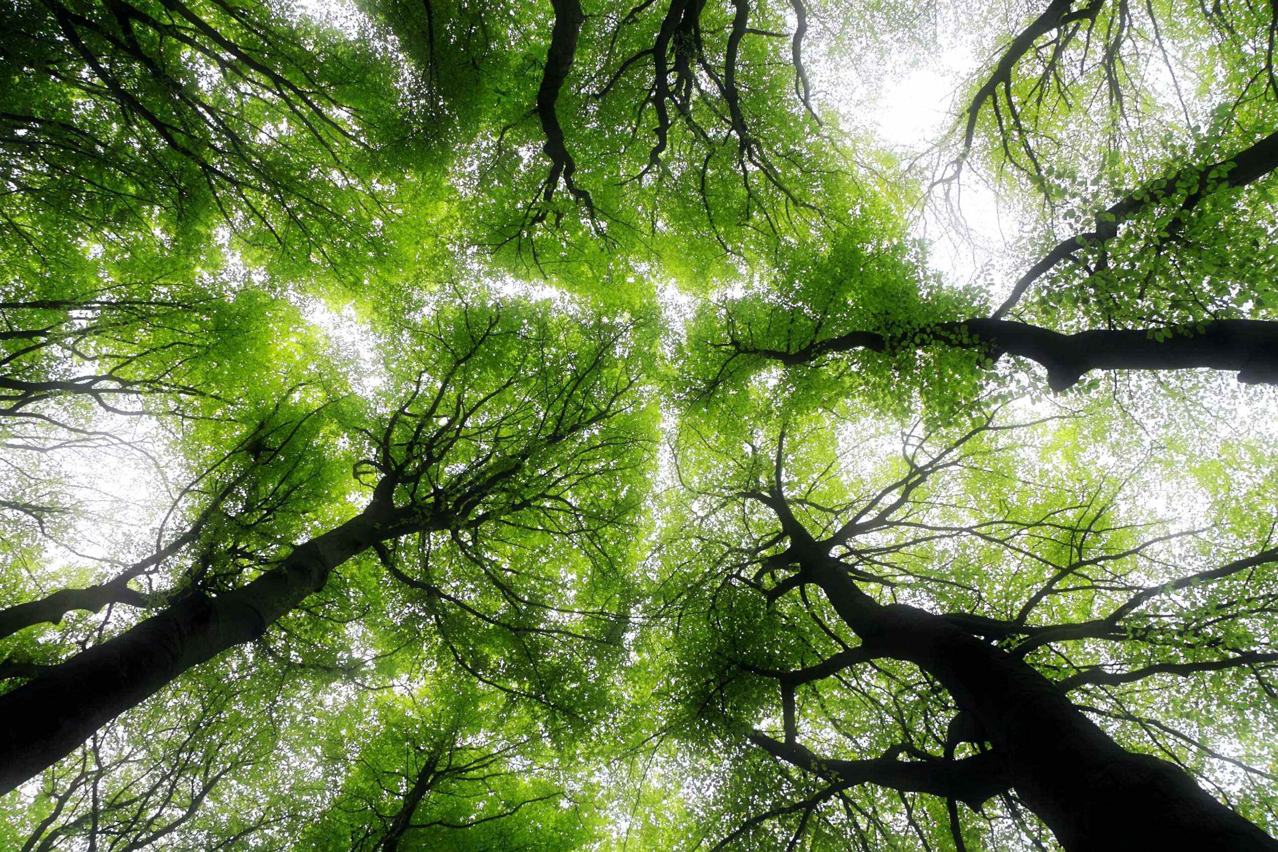 photographie en contre-plongée d'arbres pendant la journée