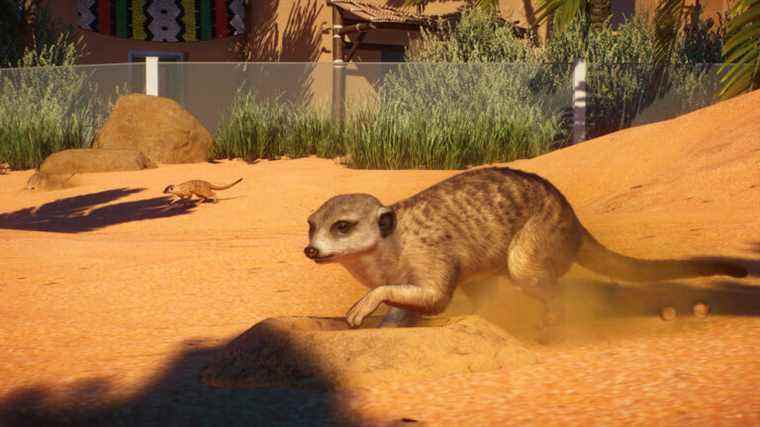 Le pack Afrique de Planet Zoo a ajouté d'excellents suricates aujourd'hui

