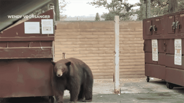 L’énorme ours nommé Hank The Tank est en fait trois énormes ours que nous appellerons désormais Hanks The Tanks