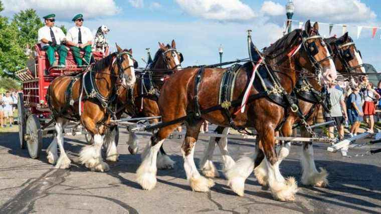 Les Budweiser Clydesdale mangent l’équivalent d’un Ford F-250 tous les jours