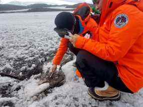 Le médecin argentin Mariela Torres et le médecin stagiaire Nathalie Bernard prélèvent des échantillons du sol de l'Antarctique pour leur projet d'utilisation de micro-organismes indigènes pour nettoyer la pollution par les carburants et potentiellement les plastiques dans les étendues vierges du continent blanc, en Antarctique, le 30 janvier 2022.