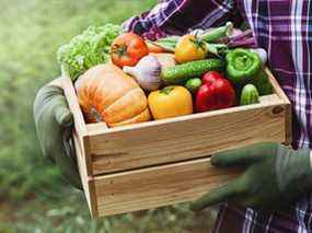 L'agriculteur tient dans les mains une boîte en bois avec des légumes produits dans le jardin.  Nourriture fraîche et biologique.