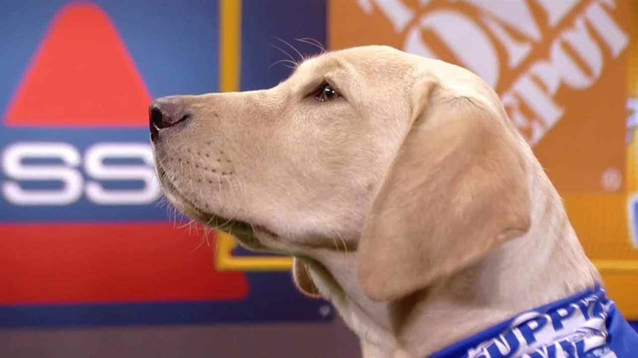 MVP 2022 nommé dans Puppy Bowl XVIII
