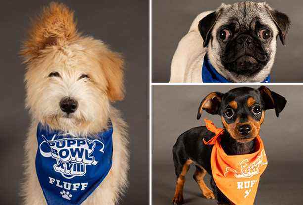 Puppy Bowl 2022 – Spécial Adoption Animal Planet [PHOTOS]