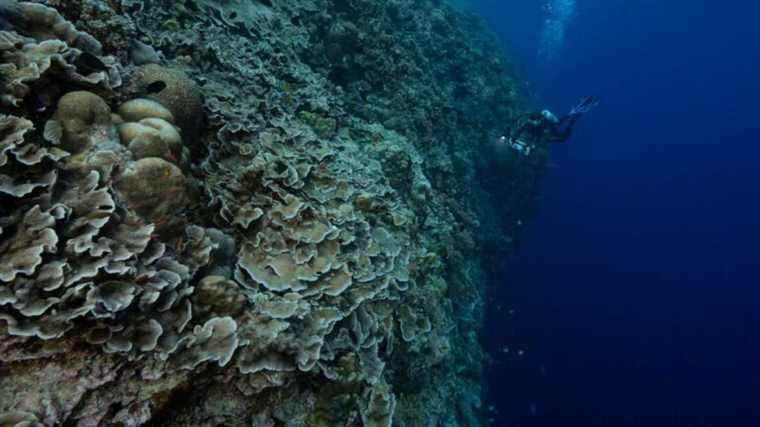 Récif corallien rare et intact découvert au large de Tahiti près de la « zone crépusculaire » de l’océan