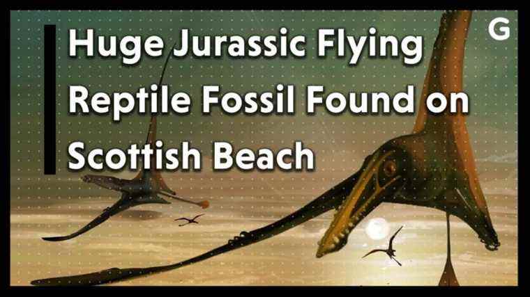 Un énorme fossile de reptile volant du Jurassique découvert sur une plage écossaise