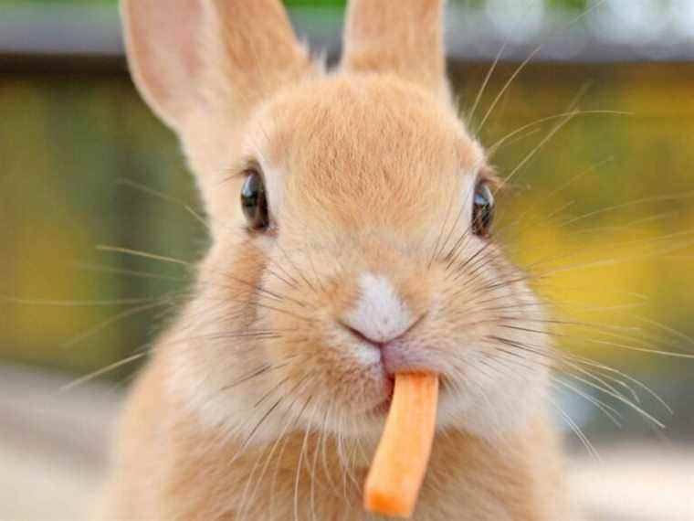 Un lapin géant perd face à une femme lors d’un concours de mangeurs de salades