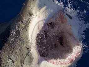 Un grand requin blanc.