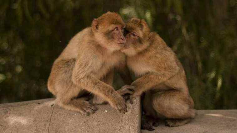 Un sanctuaire animalier britannique engage l’imitateur de Marvin Gaye pour encourager l’accouplement de singes